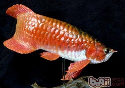 過背金龍魚尾巴是什么顏色：如何鑒別優(yōu)質(zhì)過背金龍魚 金龍魚百科 第2張