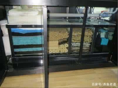 金龍魚4升多少錢：金龍魚4升裝的食用油價格是多少？ 水族問答 第1張