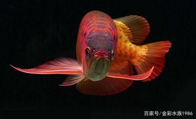 紅龍魚(yú)產(chǎn)地是哪里：關(guān)于紅龍魚(yú)產(chǎn)地的詳細(xì)介紹 紅龍魚(yú)百科 第4張