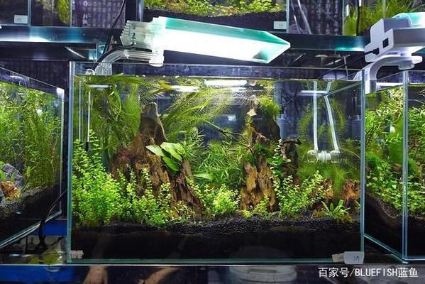 金龍魚50公分要幾年：如何確保金魚在金龍魚50公分的魚缸中健康生長(zhǎng)呢？ 水族問答 第2張