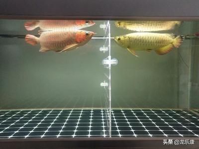 龍魚和龍魚混養(yǎng)好還是單養(yǎng)好：新手養(yǎng)龍魚推薦單養(yǎng)還是混養(yǎng),龍魚混養(yǎng)時如何預(yù)防打斗 龍魚百科 第3張