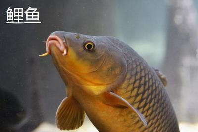 龍鳳鯉魚市場(chǎng)價(jià)值：觀賞魚市場(chǎng)價(jià)格趨勢(shì)預(yù)測(cè)龍鳳鯉魚市場(chǎng)價(jià)格趨勢(shì)預(yù)測(cè) 龍魚百科 第4張