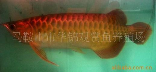 馬鞍山龍魚專賣店：安徽馬鞍山龍魚專賣店(馬鞍山哪里有賣魚缸的實(shí)體店鋪 全國觀賞魚市場 第1張