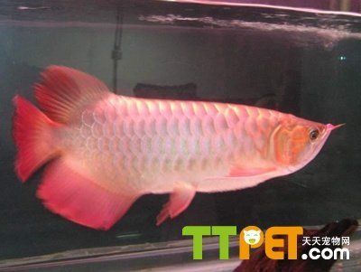 紅龍魚可以活幾年：紅龍魚可以活20-30年，需要注意的是這些信息 紅龍魚百科 第1張