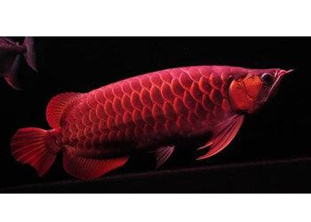 紅龍魚可以活幾年：紅龍魚可以活20-30年，需要注意的是這些信息 紅龍魚百科 第5張