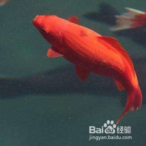 冬季魚缸保溫方法有哪些：冬季養(yǎng)魚需要注意保溫 魚缸百科 第2張