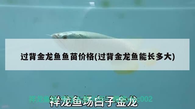 過背金龍魚能長多長的魚苗呢圖片：過背金龍魚能長多長的魚苗