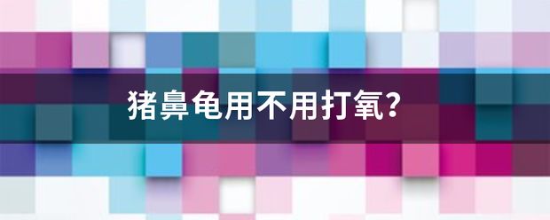 豬鼻龜用不用打氧：如何判斷豬鼻龜需要要氧泵嗎 豬鼻龜百科 第6張