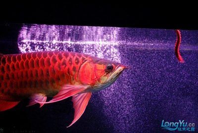 紅龍魚(yú)喂食頻率與健康關(guān)系：紅龍魚(yú)喂食頻率對(duì)其健康有著密切的影響 紅龍魚(yú)百科 第4張