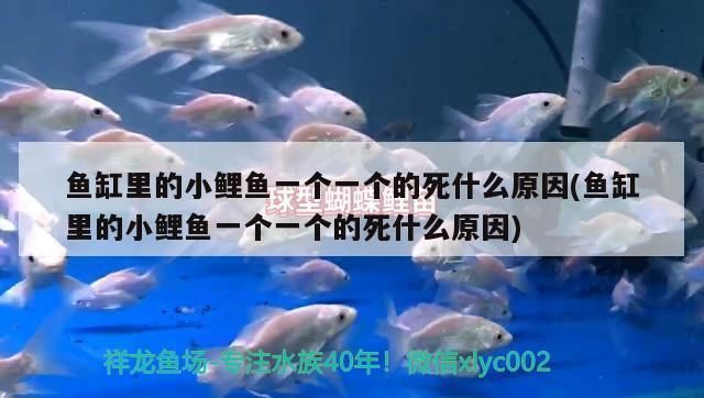 魚(yú)缸濾芯怎么安裝：魚(yú)缸濾芯怎么安裝詳情 魚(yú)缸百科 第1張