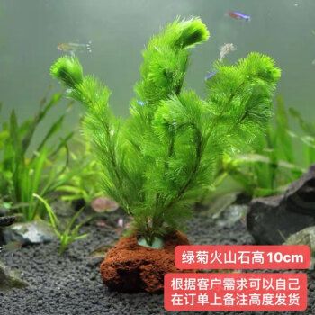 金龍魚5升有多重：一個(gè)5升的金龍魚魚缸需要多少錢？ 水族問答 第1張