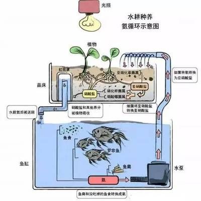 魚缸虹吸原理圖視頻教程：魚缸虹吸原理圖教程詳情 魚缸百科 第5張