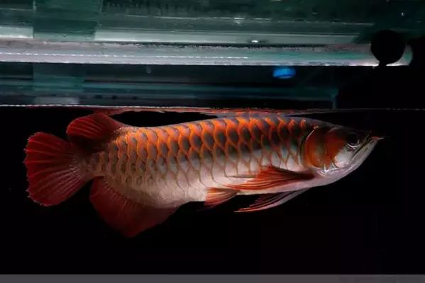 龍魚誘食：如何自制龍魚誘食飼料,龍魚活餌選擇與處理技巧，龍魚消化不良預(yù)防措施 龍魚百科 第3張