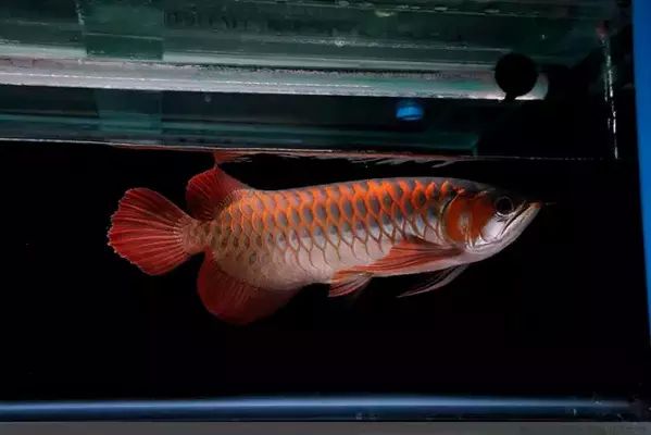 龍魚誘食：如何自制龍魚誘食飼料,龍魚活餌選擇與處理技巧，龍魚消化不良預(yù)防措施 龍魚百科 第4張