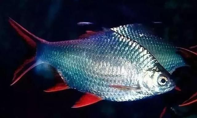 金龍魚70公分：購買金龍魚70公分的飾品需要注意什么事項(xiàng)？ 水族問答 第1張