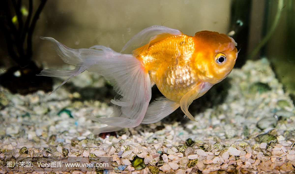 泰國 魚缸：泰國魚缸服務視頻 魚缸百科 第3張