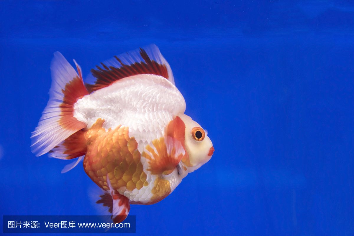 泰國 魚缸：泰國魚缸服務視頻 魚缸百科 第2張