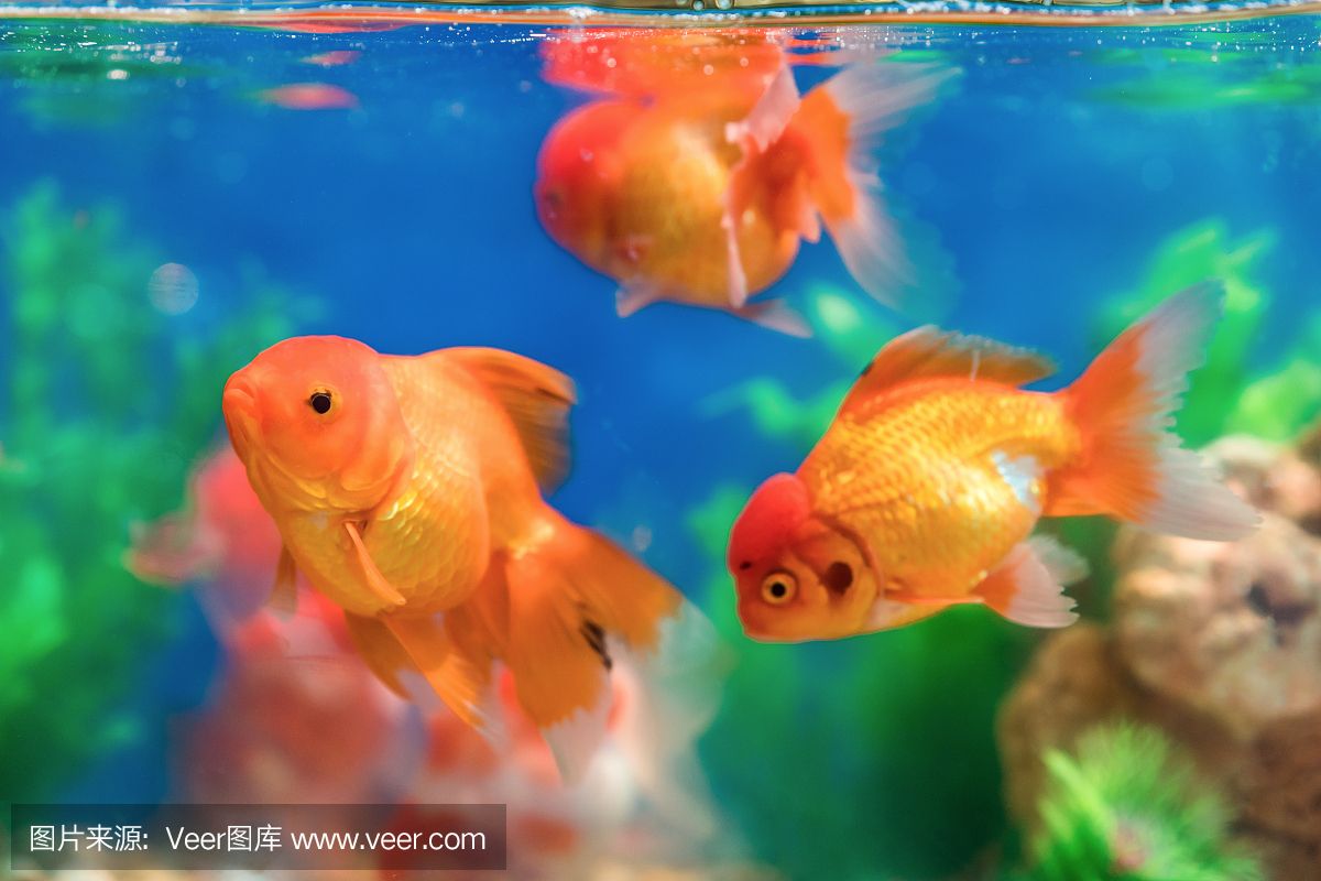 泰國 魚缸：泰國魚缸服務視頻 魚缸百科 第5張