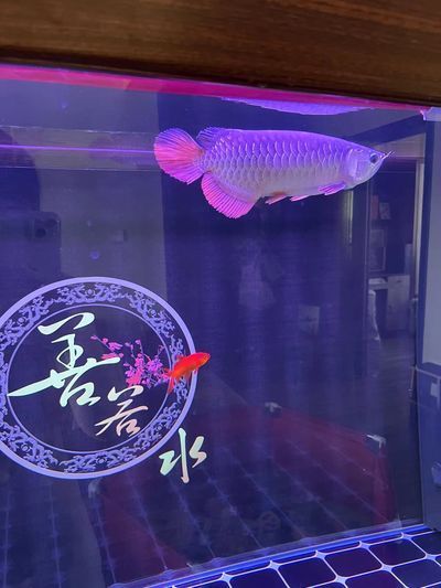 銅仁龍魚專賣店 全國觀賞魚市場 第6張