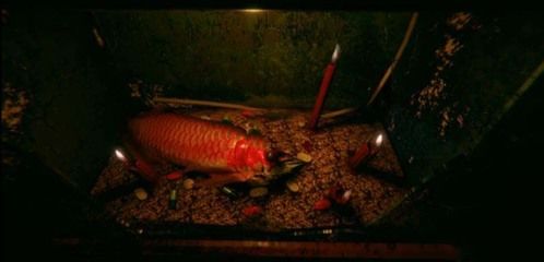 紅龍魚(yú)容易死嗎為什么：紅龍魚(yú)為什么容易死亡？