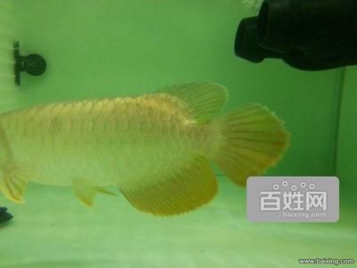 龍魚去哪里批發(fā)最好賣：廣州花地灣越和花鳥魚蟲市場、廣州花地灣越和花鳥魚蟲市場 龍魚百科 第2張