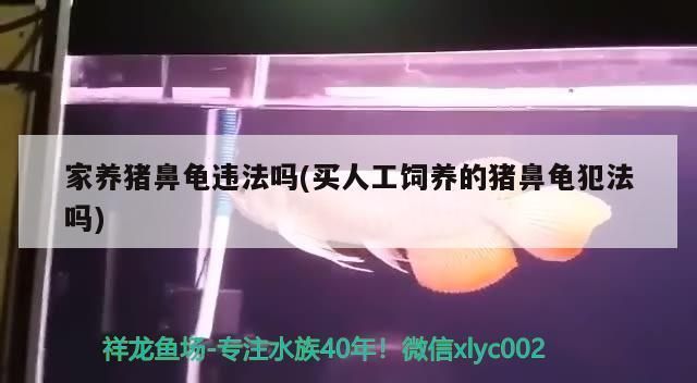 買了豬鼻龜犯法嗎：豬鼻龜構(gòu)成非法獵捕、殺害瀕危野生動物罪 豬鼻龜百科 第6張