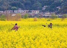 買了豬鼻龜犯法嗎：豬鼻龜構(gòu)成非法獵捕、殺害瀕危野生動物罪 豬鼻龜百科 第8張