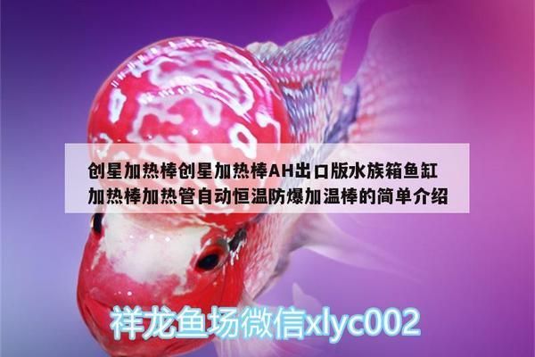 大興安嶺觀賞魚(yú)批發(fā)市場(chǎng)：大興安嶺地區(qū)觀賞魚(yú)批發(fā)市場(chǎng) 全國(guó)觀賞魚(yú)市場(chǎng) 第5張