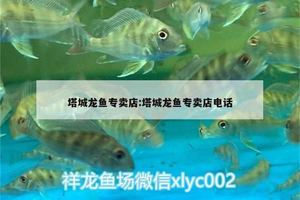 塔城龍魚專賣店：塔城龍魚專賣店如何挑選 全國觀賞魚市場 第2張