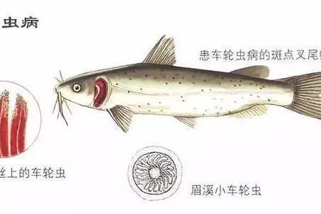 金龍魚vs紅龍魚的區(qū)別：金龍魚和紅龍魚在外觀上有哪些顯著的不同？ 水族問答 第2張