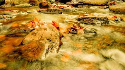 龍魚缸養(yǎng)海水魚：在龍魚缸中飼養(yǎng)海水魚的最佳方法,海水魚與淡水魚的區(qū)別