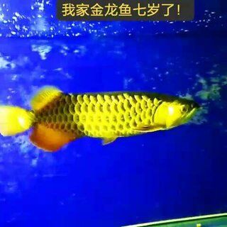 怎樣挑選過背金龍魚魚苗：如何挑選過背金龍魚魚苗 金龍魚百科 第5張