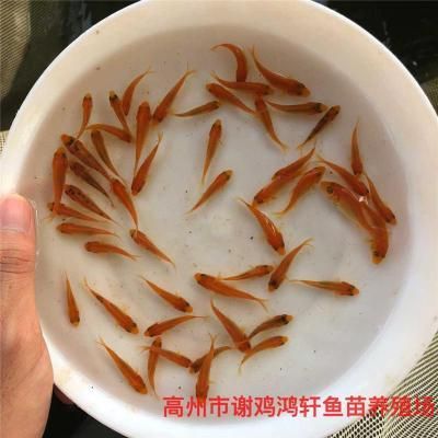 婁底觀賞魚批發(fā)市場：婁底觀賞魚批發(fā)市場在哪里 全國觀賞魚市場 第2張