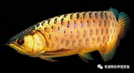 紅尾過背金龍魚圖片：紅尾金龍魚與過背金龍魚的區(qū)別 金龍魚百科 第4張