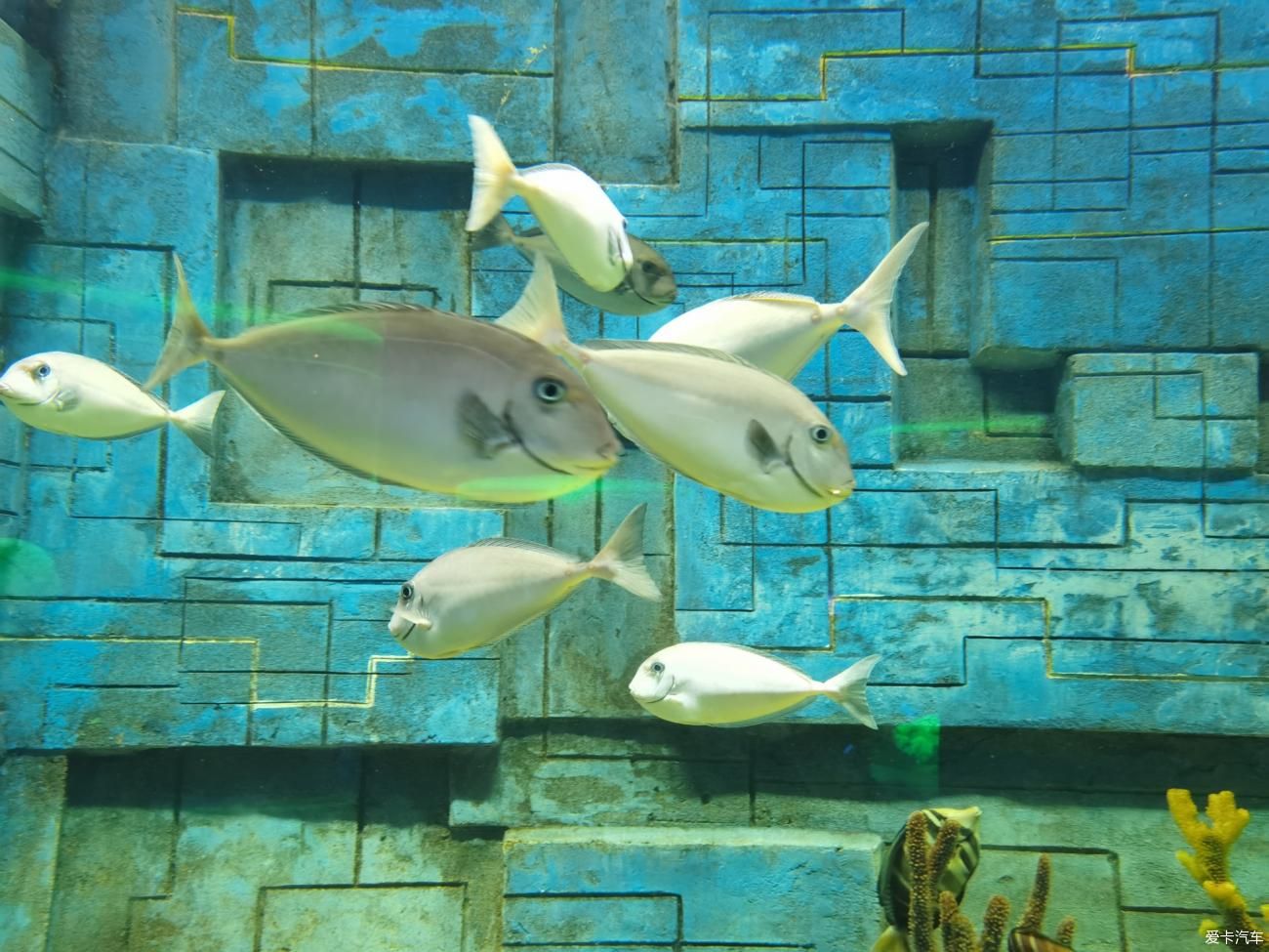 無錫水族館：無錫海洋生態(tài)海洋動物園與海洋館聯(lián)票優(yōu)惠無錫動物園 全國觀賞魚市場 第3張