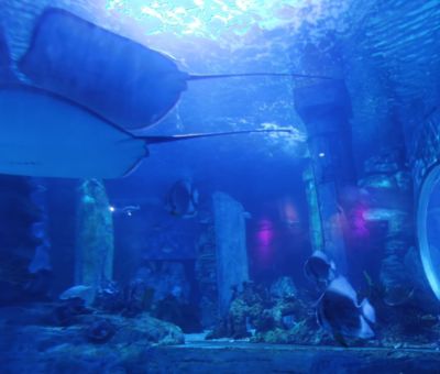 無錫水族館：無錫海洋生態(tài)海洋動物園與海洋館聯(lián)票優(yōu)惠無錫動物園