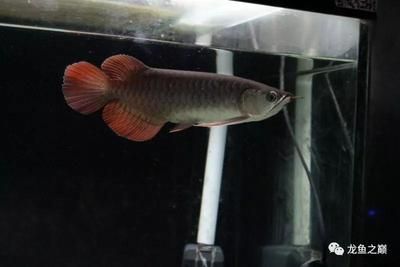 龍魚怎么喂小魚：龍魚喂食小魚時需要注意幾個要點確保魚缸足夠大 龍魚百科 第3張