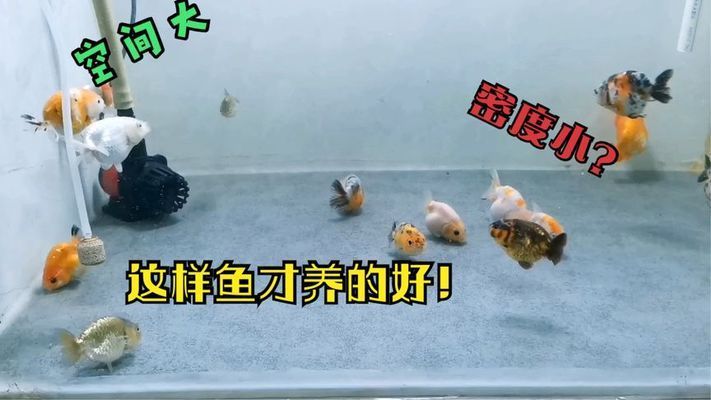 金龍魚養(yǎng)殖密度的最佳實踐：如何判斷金龍魚的養(yǎng)殖密度 金龍魚百科 第4張