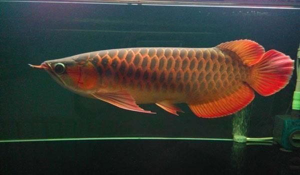 紅龍魚吃什么魚食好：紅龍魚增色飼料成分分析,紅龍魚專用飼料成分分析 紅龍魚百科 第2張