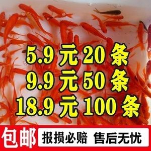 龍魚喂什么活魚好養(yǎng)：適合喂養(yǎng)給龍魚的活魚：泥鰍、蝦、蛙類、蜈蚣、小金魚、朱文錦魚 龍魚百科 第3張