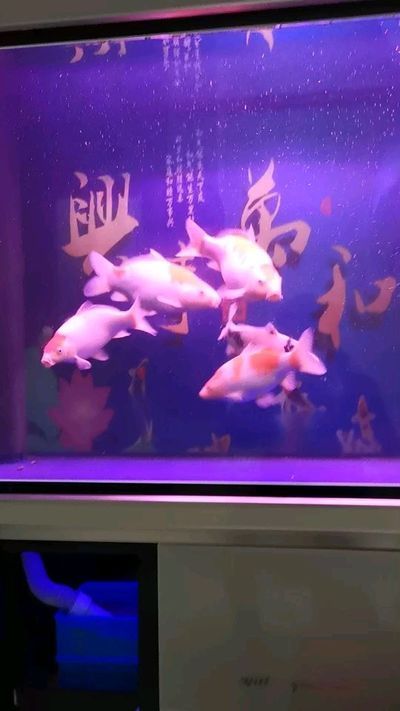 桂林魚缸批發(fā)市場：桂林魚缸批發(fā)市場在哪里 全國觀賞魚市場 第5張