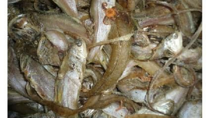 龍魚喂飼料魚：龍魚飼料品牌推薦 龍魚百科 第1張