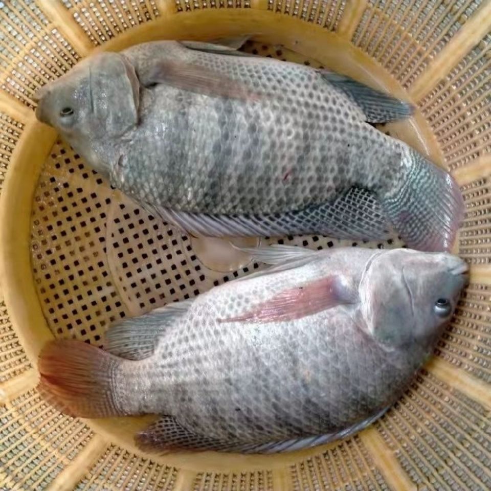 龍魚喂飼料魚：龍魚飼料品牌推薦 龍魚百科 第5張