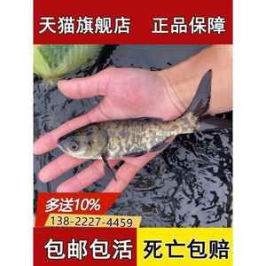 龍魚喂飼料魚：龍魚飼料品牌推薦 龍魚百科 第3張