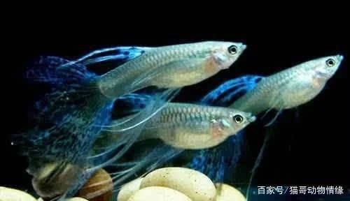 混養(yǎng)魚(yú)飼料營(yíng)養(yǎng)搭配指南：如何科學(xué)地配置混養(yǎng)魚(yú)飼料 龍魚(yú)百科 第3張