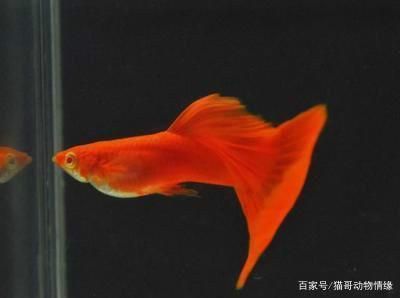 混養(yǎng)魚(yú)飼料營(yíng)養(yǎng)搭配指南：如何科學(xué)地配置混養(yǎng)魚(yú)飼料 龍魚(yú)百科 第4張