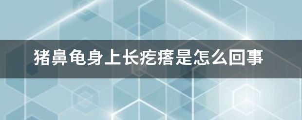 豬鼻龜身上有好多疙瘩：豬鼻龜頭上長(zhǎng)膿包是怎么回事 豬鼻龜百科 第4張