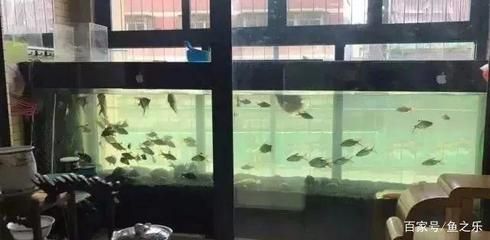 龍魚(yú)總是待在一個(gè)角落里怎么回事：龍魚(yú)為什么待在角落里