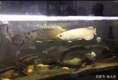 龍魚(yú)總是待在一個(gè)角落里怎么回事：龍魚(yú)為什么待在角落里