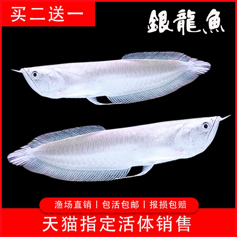 活餌料對(duì)金龍魚色彩的影響：活餌料對(duì)金龍魚的影響